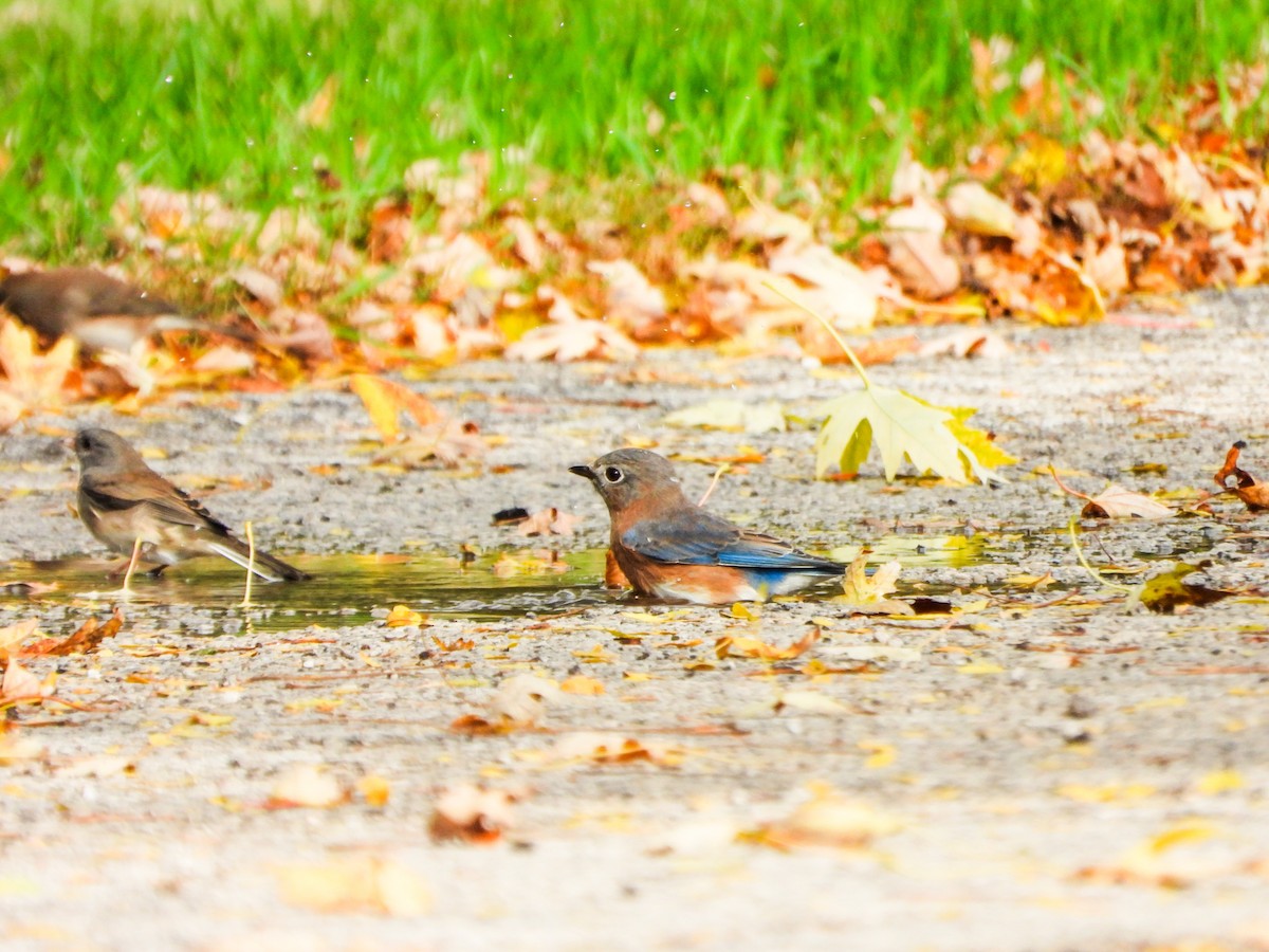 Eastern Bluebird - ML643728881
