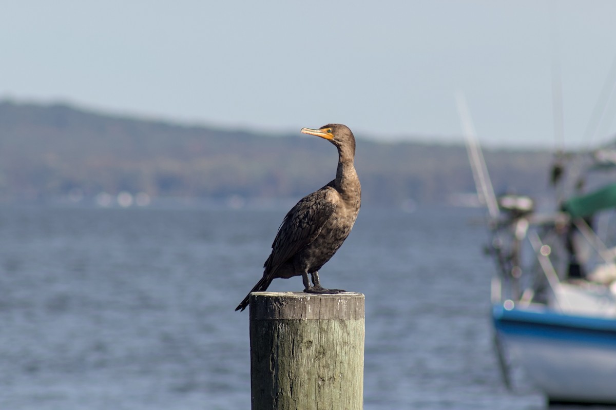 Cormoran à aigrettes - ML643728885