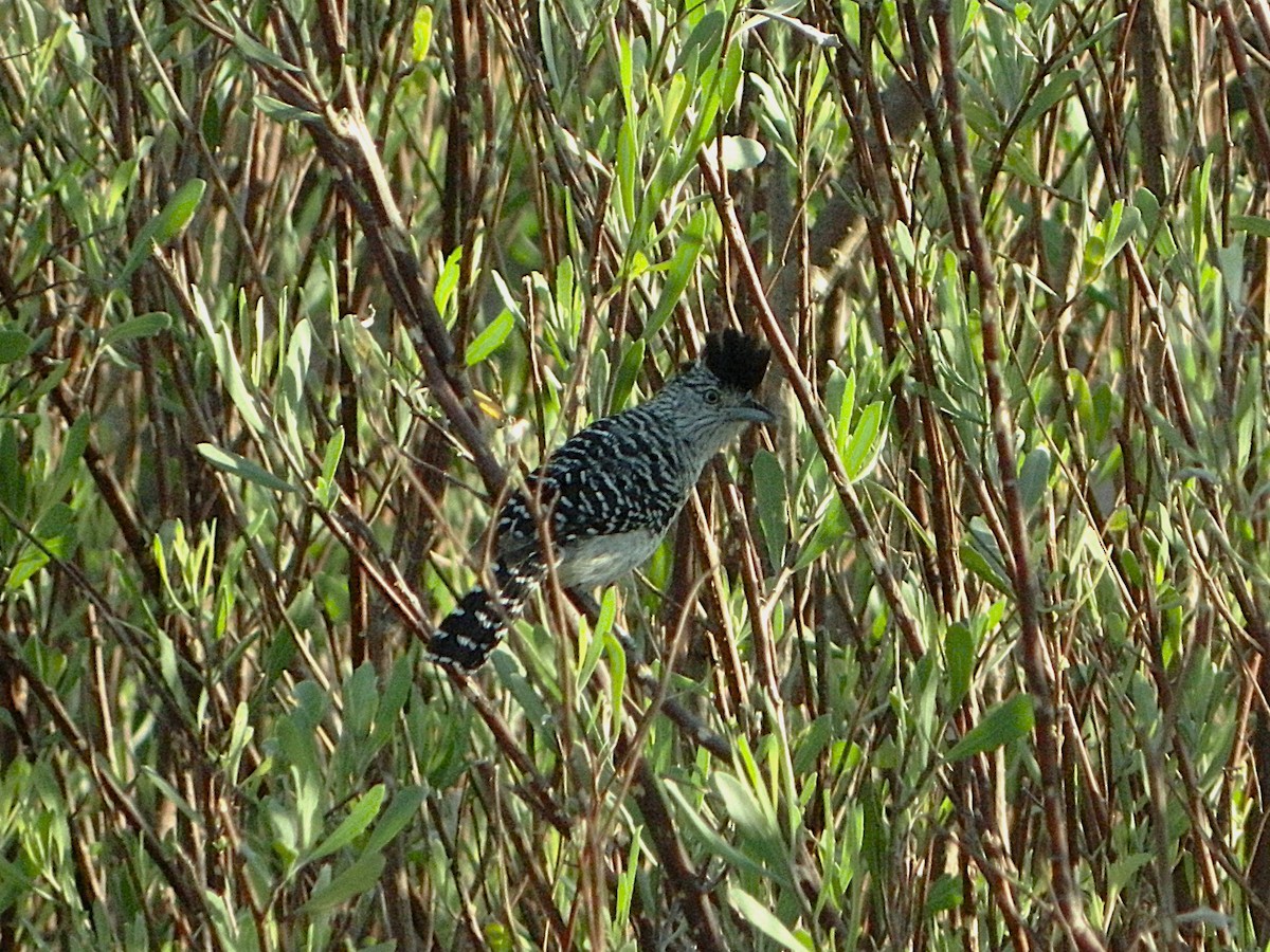 Batará Barrado - ML643728888