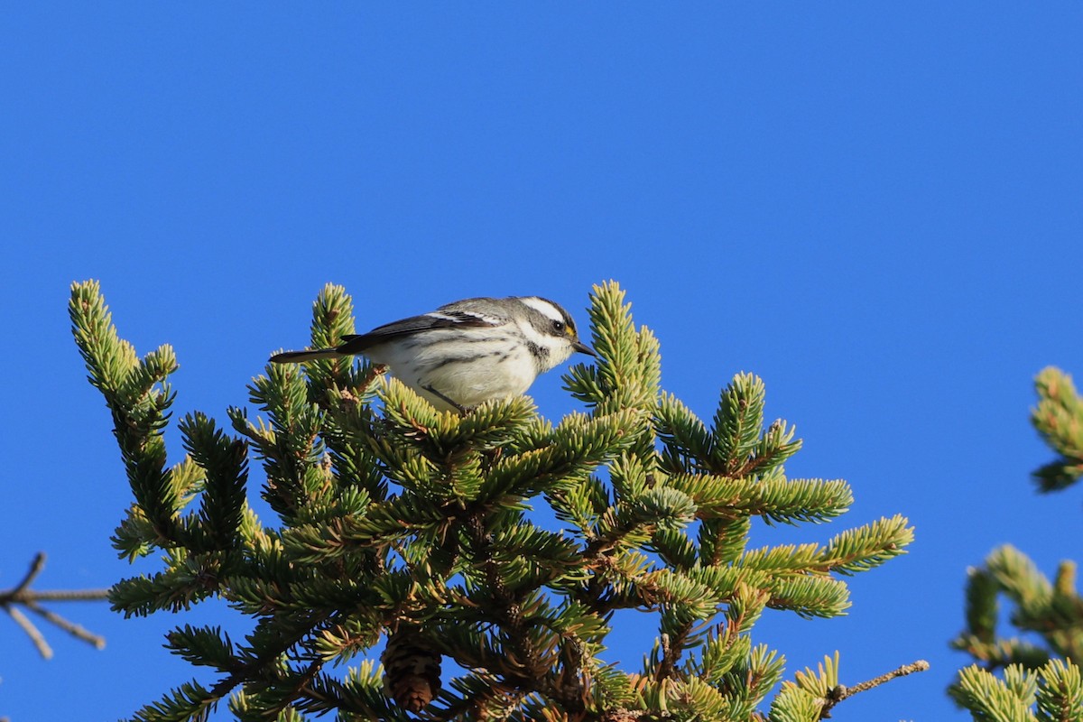 Black-throated Gray Warbler - ML643728933