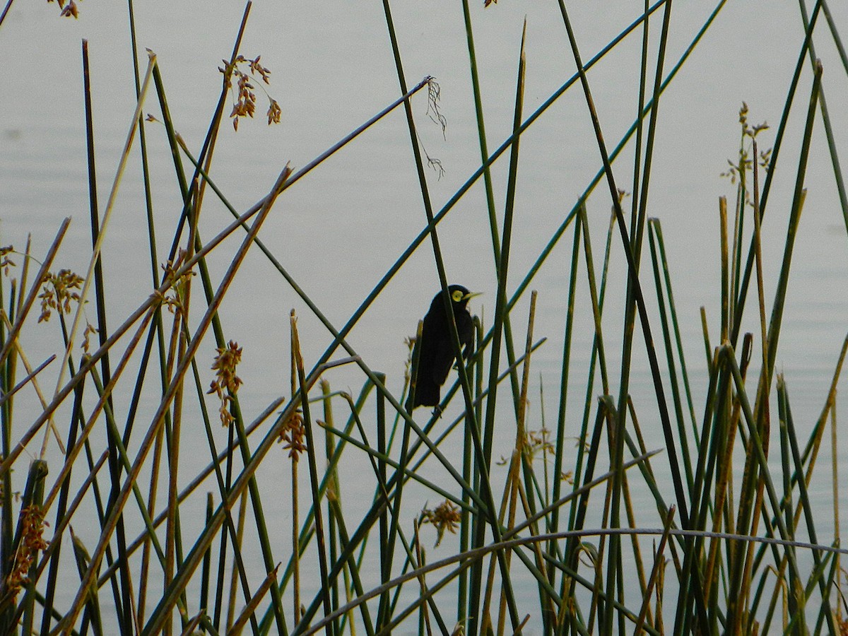 Spectacled Tyrant - ML643728939