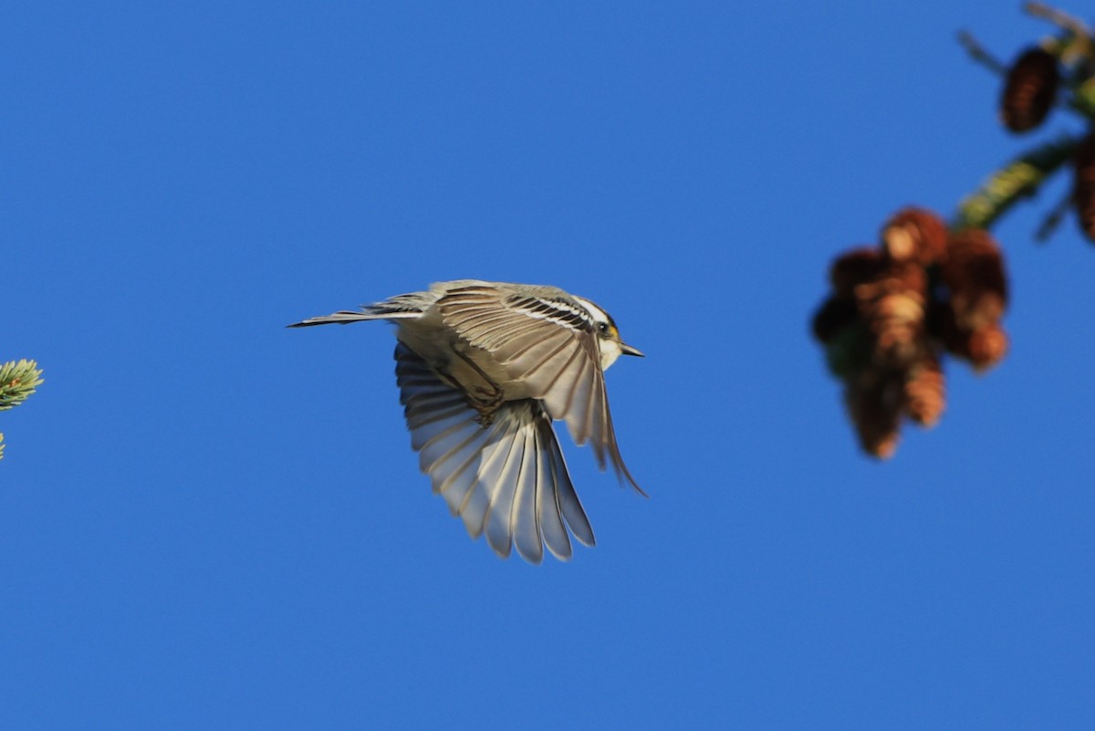 Black-throated Gray Warbler - ML643728943