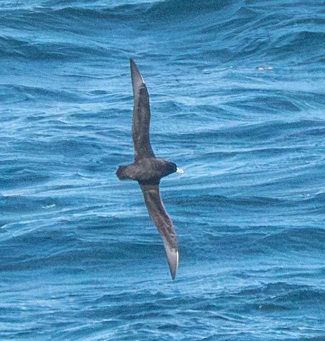 White-chinned Petrel - ML643728946