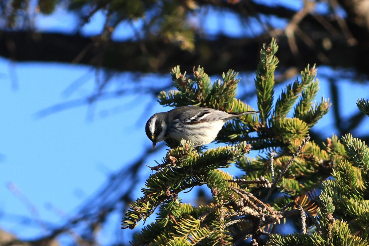 Black-throated Gray Warbler - ML643728949