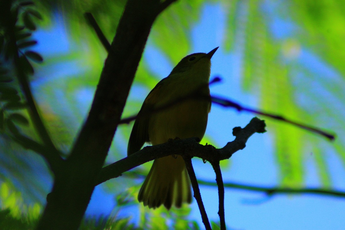 Yellow Warbler - ML643728967