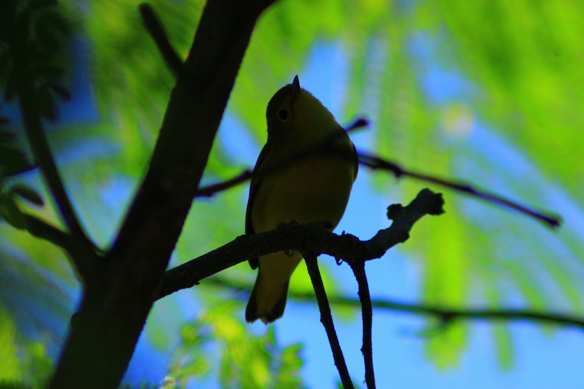 Yellow Warbler - ML643728968
