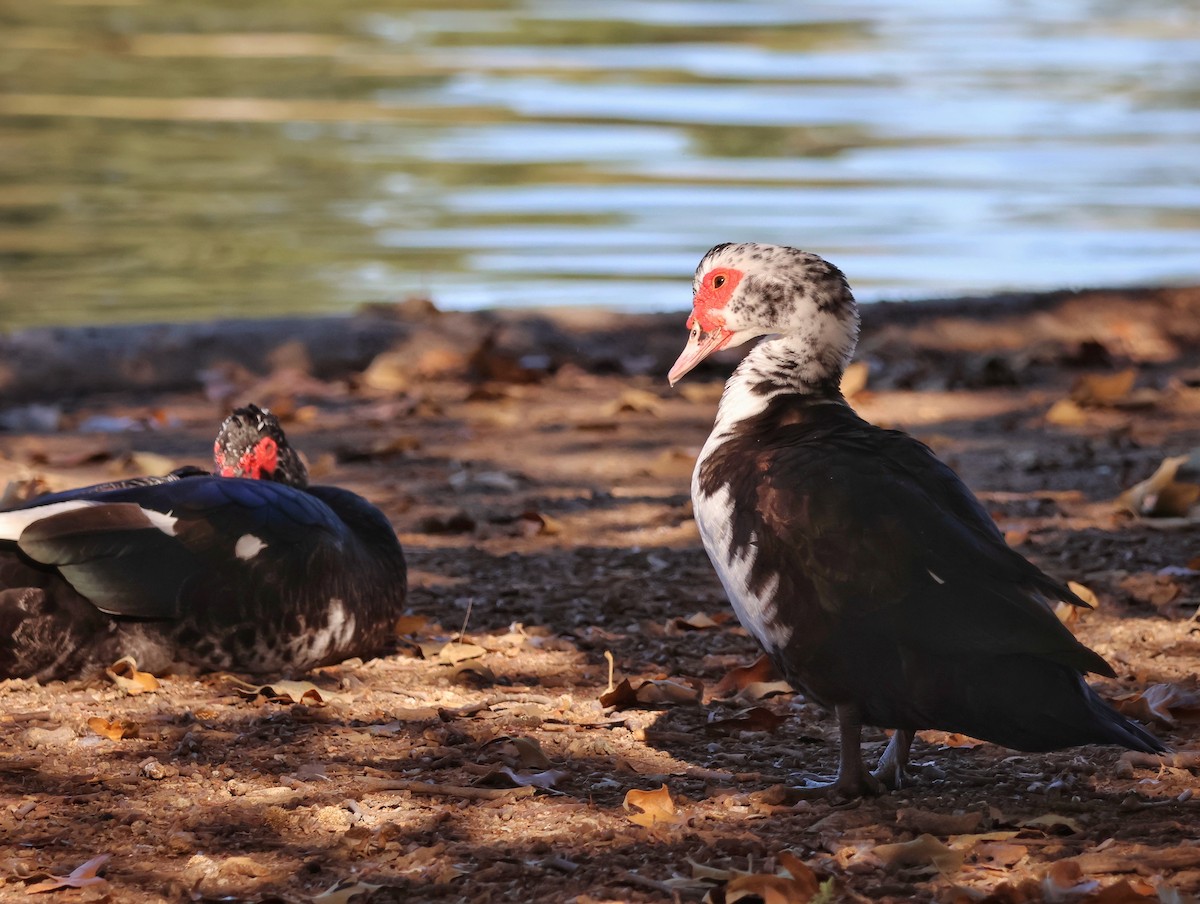 Muscovy Duck (Domestic type) - ML643728973