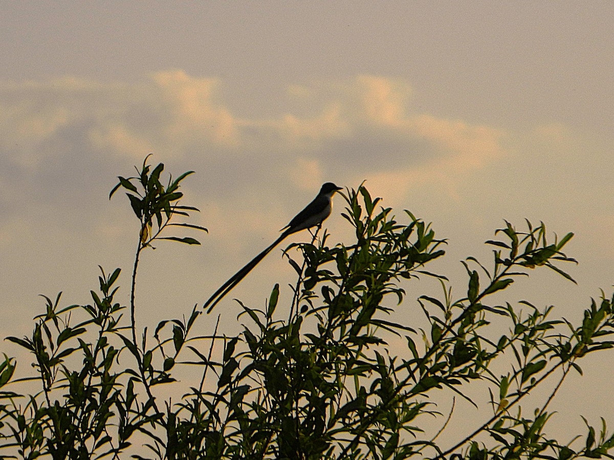 Fork-tailed Flycatcher - ML643728975