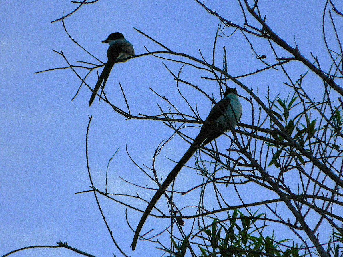 Fork-tailed Flycatcher - ML643728976