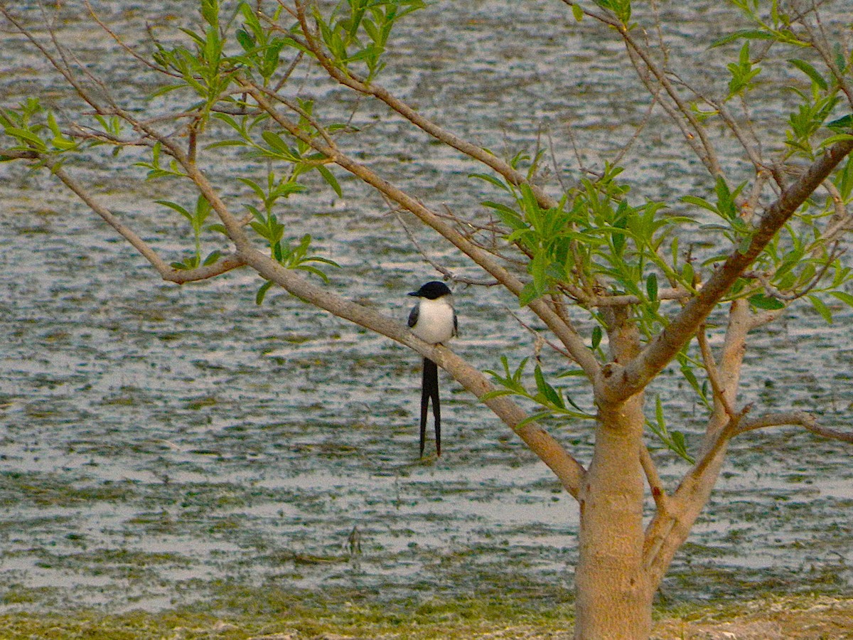 Fork-tailed Flycatcher - ML643728977
