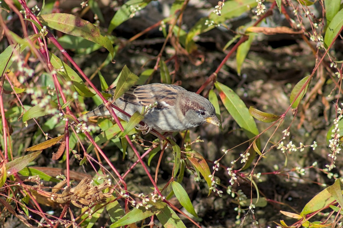 Moineau domestique - ML643728984