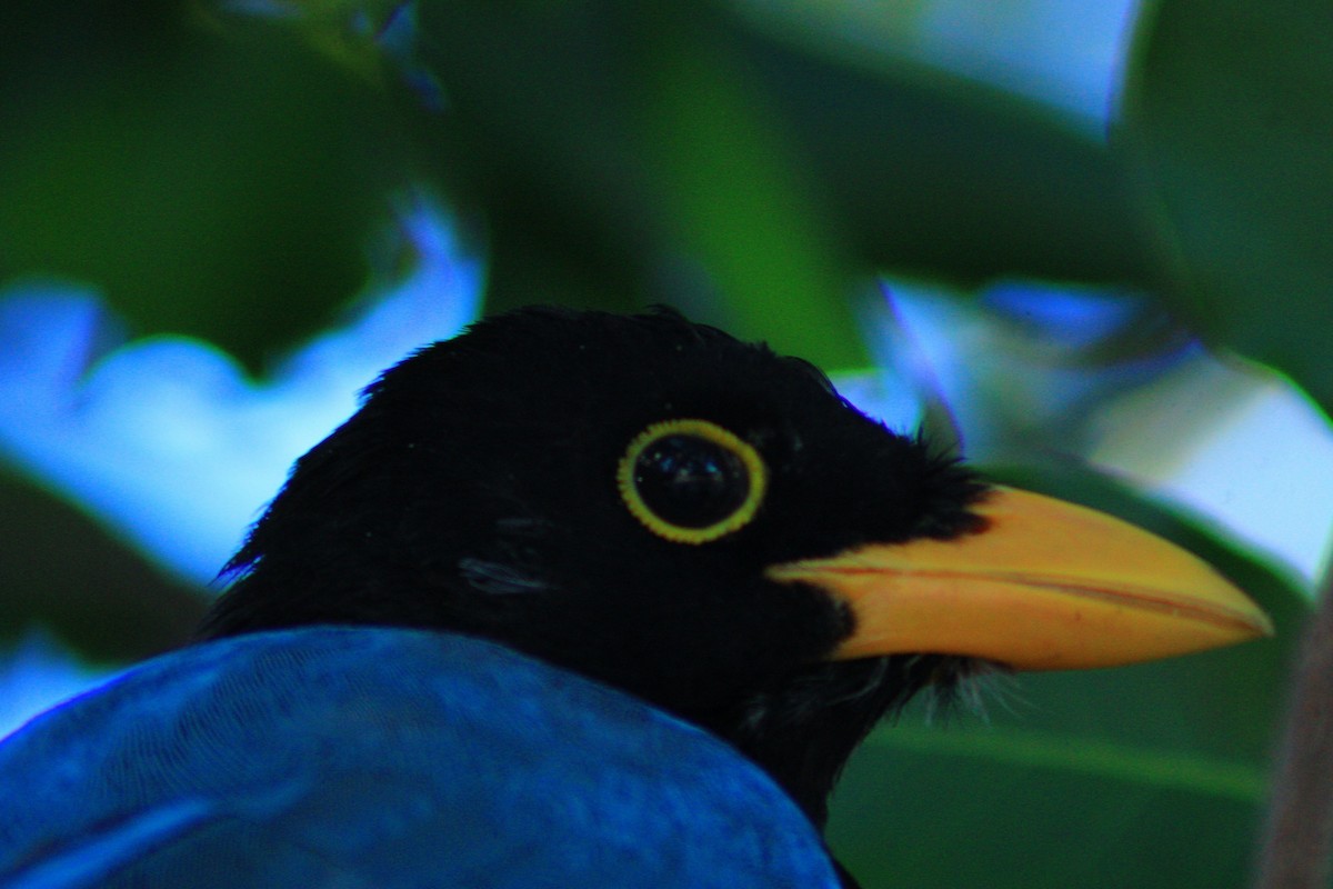 Yucatan Jay - ML643728986