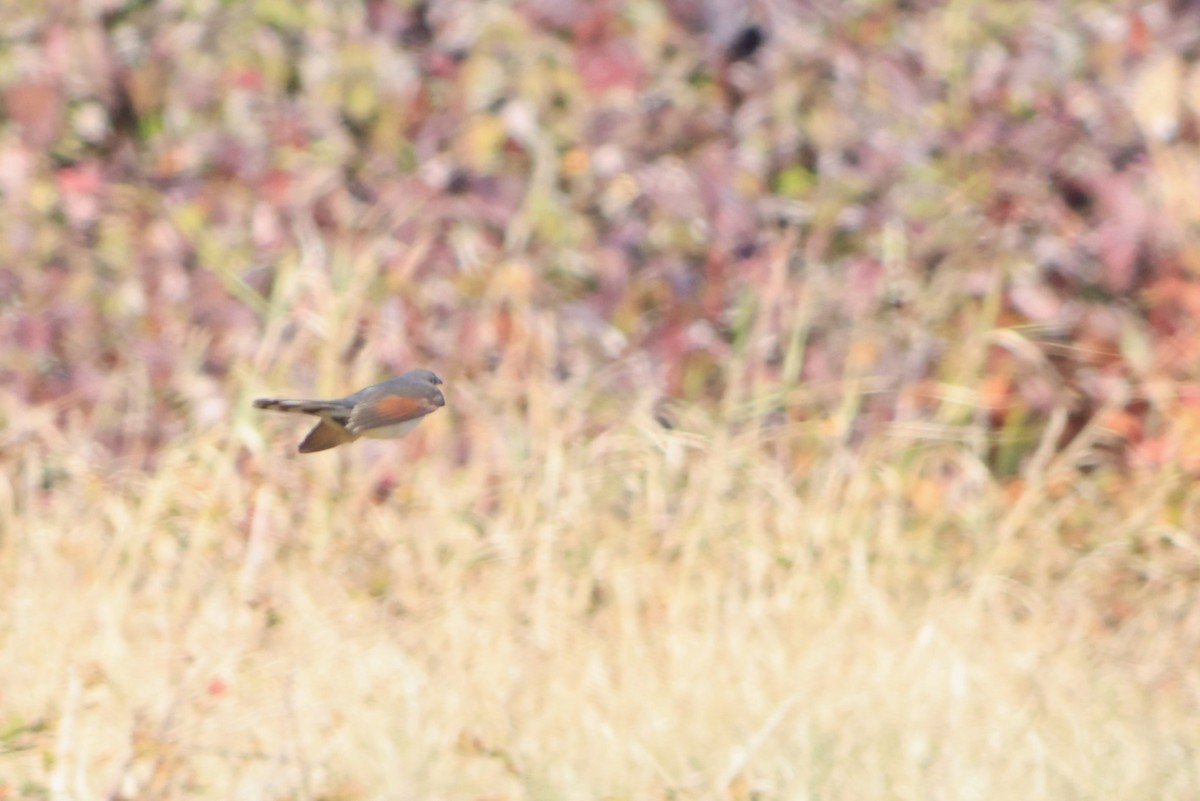 Yellow-billed Cuckoo - ML643728989