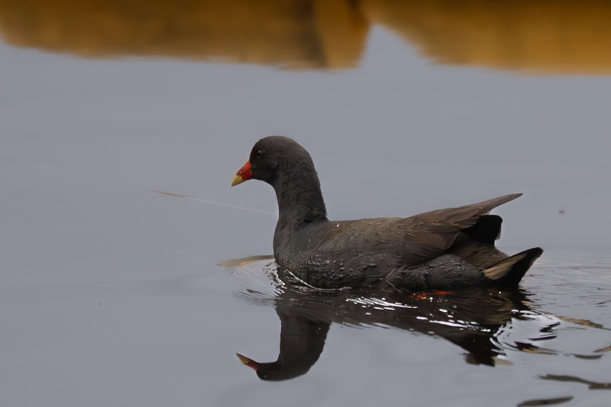 Gallinule sombre - ML643729015