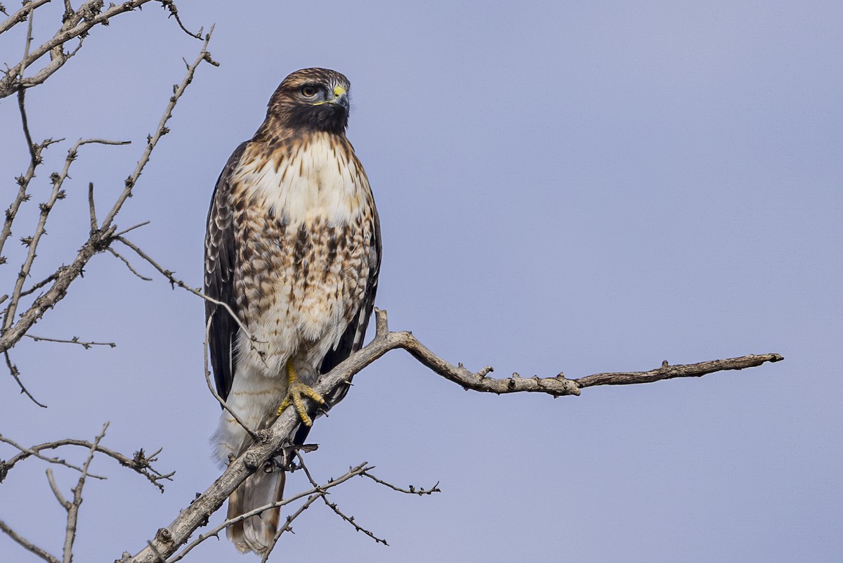 Red-tailed Hawk - ML643729023