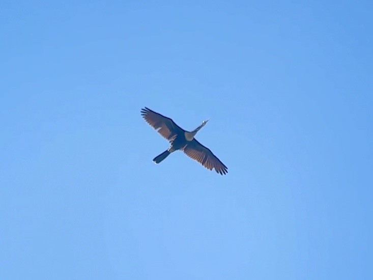 Anhinga d'Amérique - ML643729031