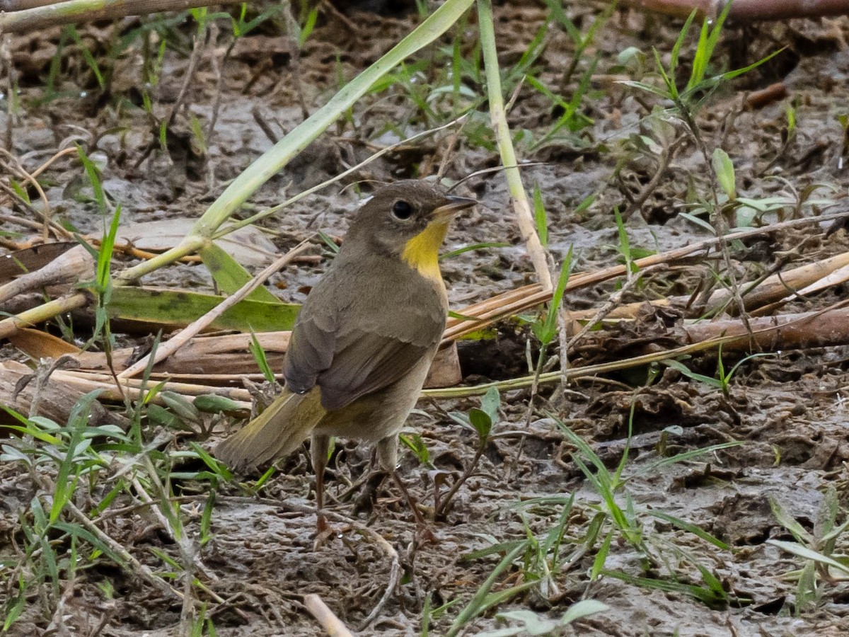 Common Yellowthroat - ML643729033