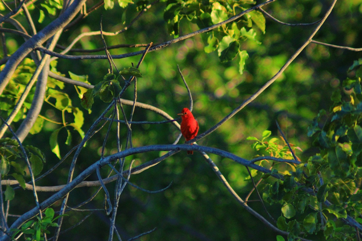 Summer Tanager - ML643729037