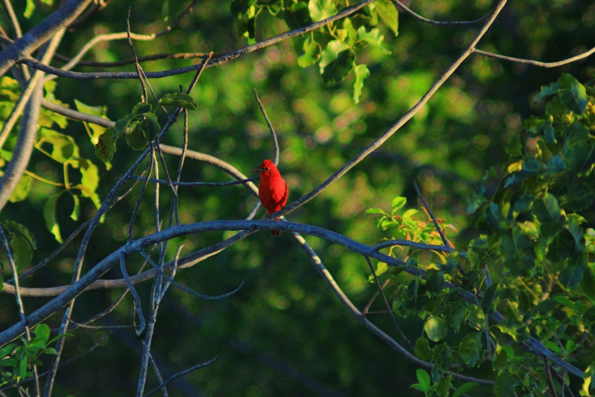 Summer Tanager - ML643729038