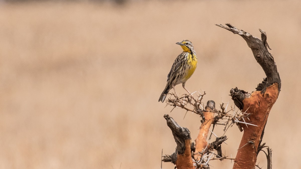 Pangani Longclaw - ML643729042