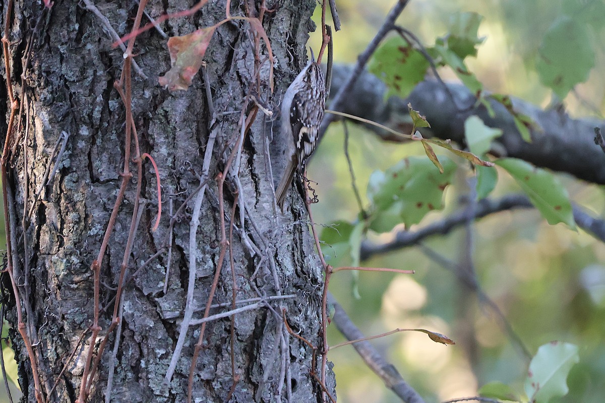 Brown Creeper - ML643729048