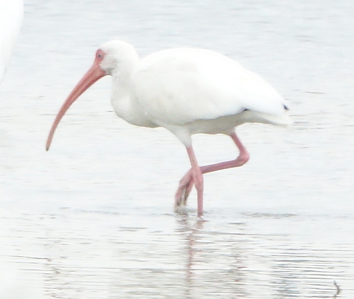 White Ibis - ML643729055