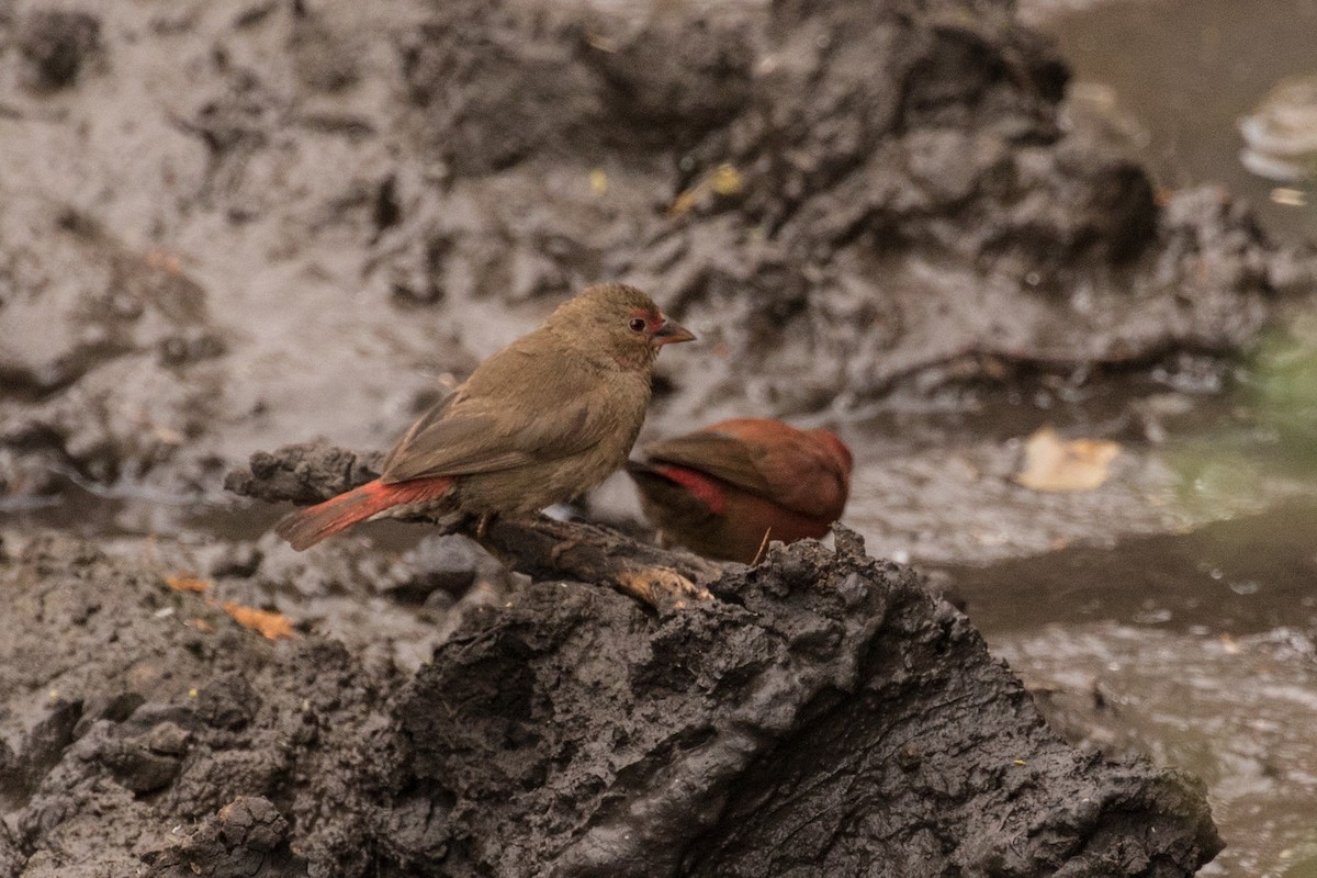 Red-billed Firefinch - ML643729078