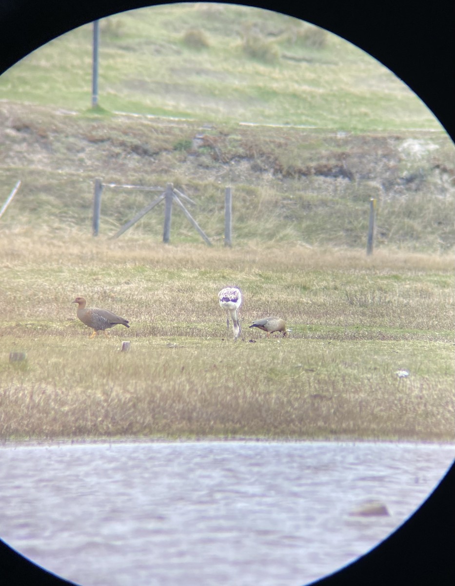 Ruddy-headed Goose - ML643729088