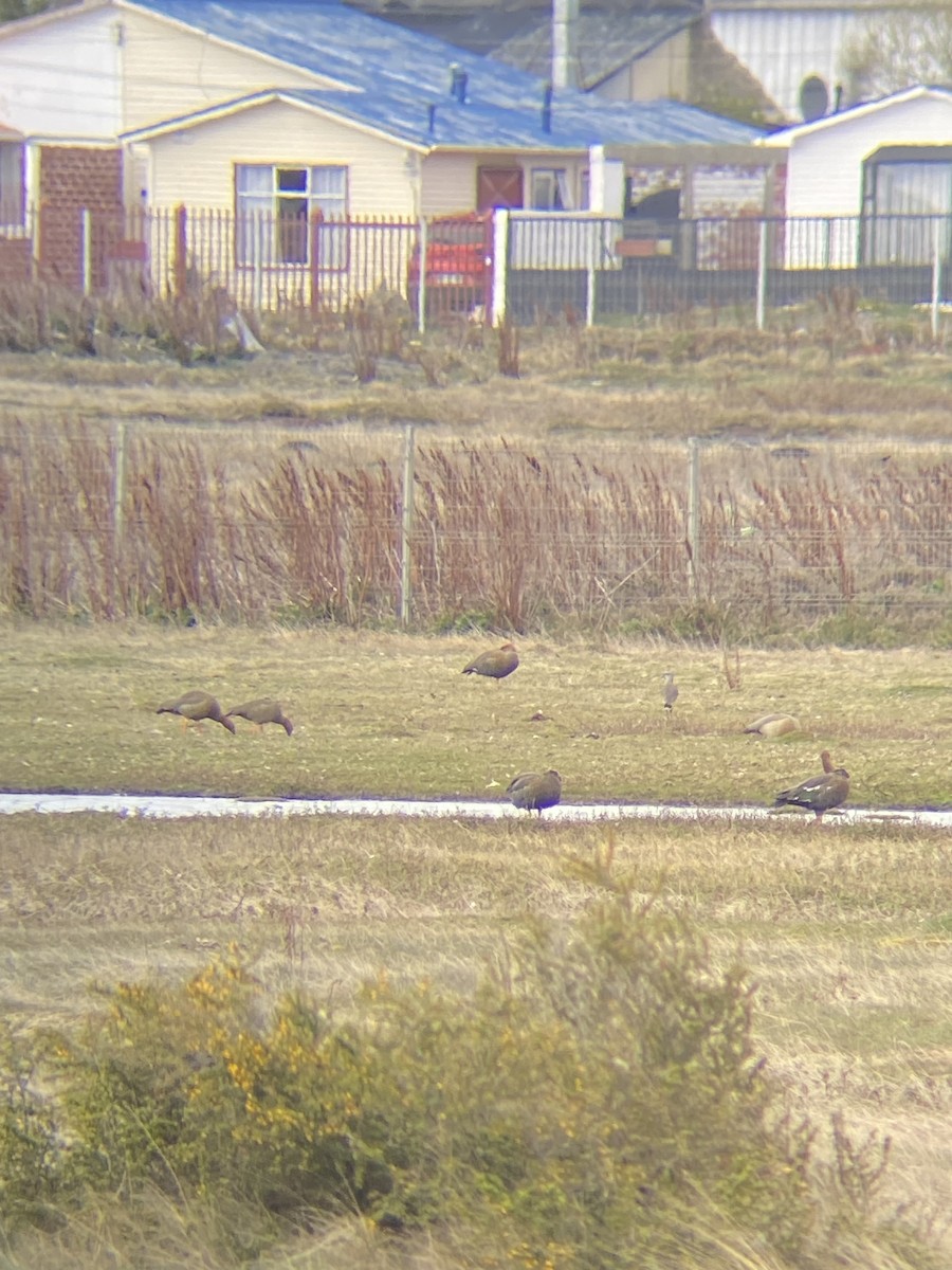 Ruddy-headed Goose - ML643729089