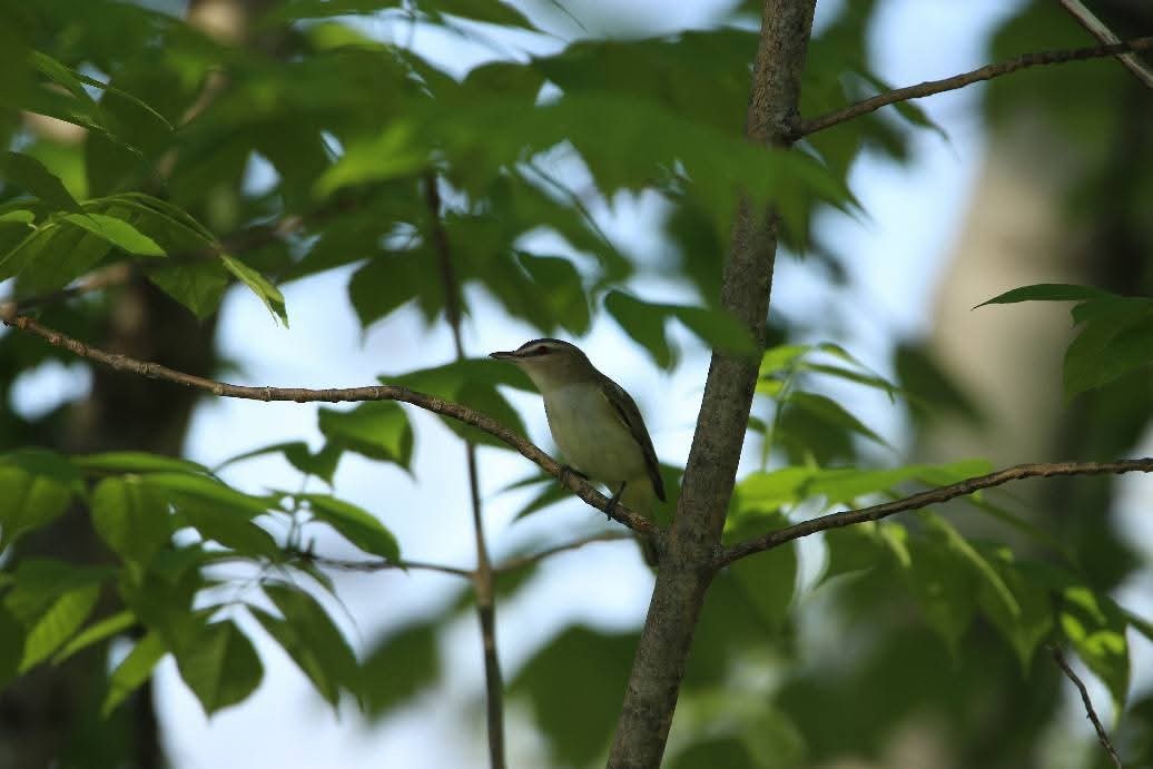 Red-eyed Vireo - ML643729124