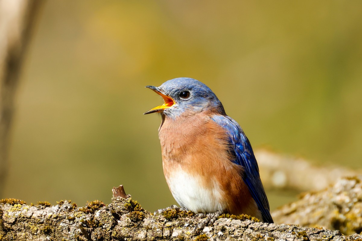 Eastern Bluebird - ML643729125