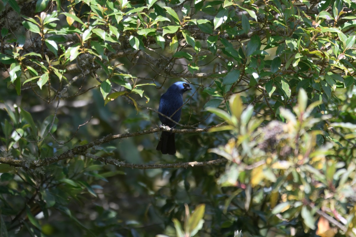 Diademed Tanager - ML643729169
