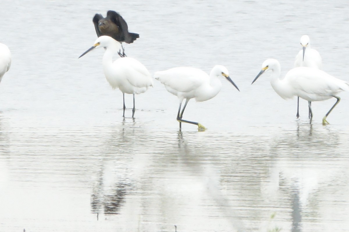 Snowy Egret - ML643729214