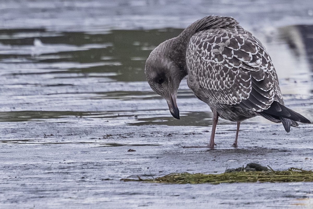 American Herring Gull - ML643729231