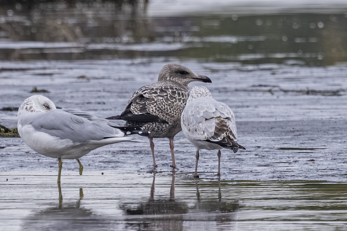 American Herring Gull - ML643729232