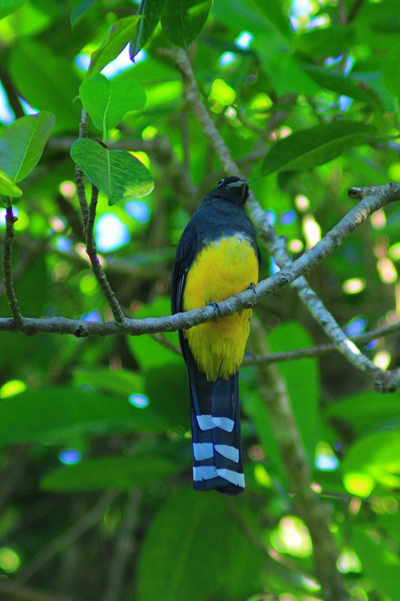 Black-headed Trogon - ML643729240