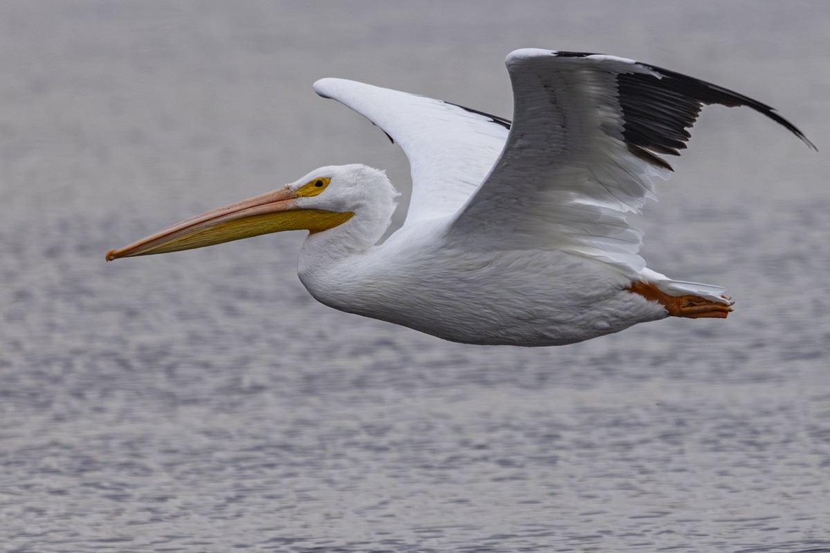 American White Pelican - ML643729243