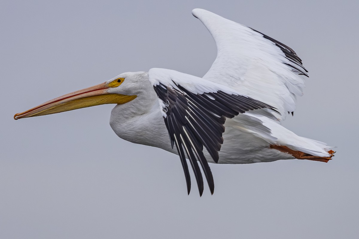 American White Pelican - ML643729248