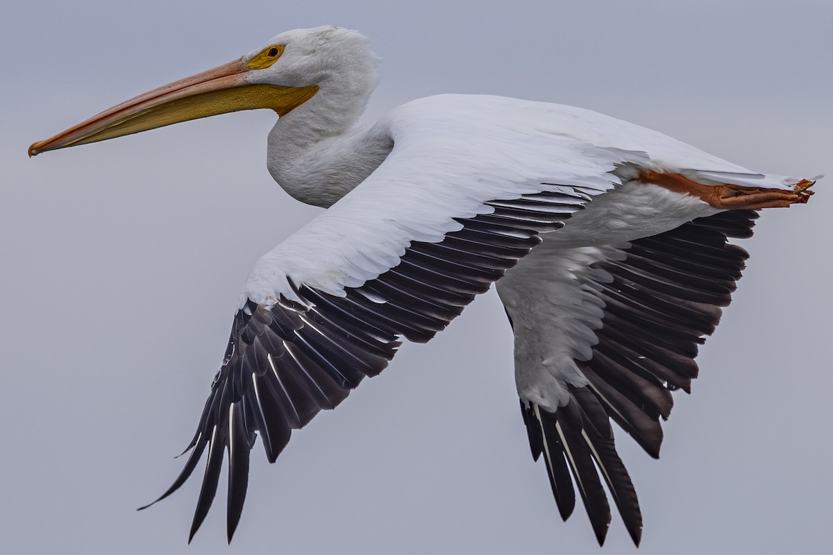 American White Pelican - ML643729251