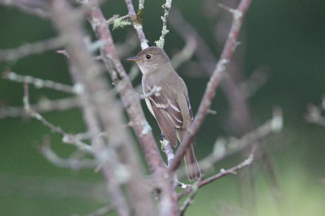 Alder Flycatcher - ML643729286