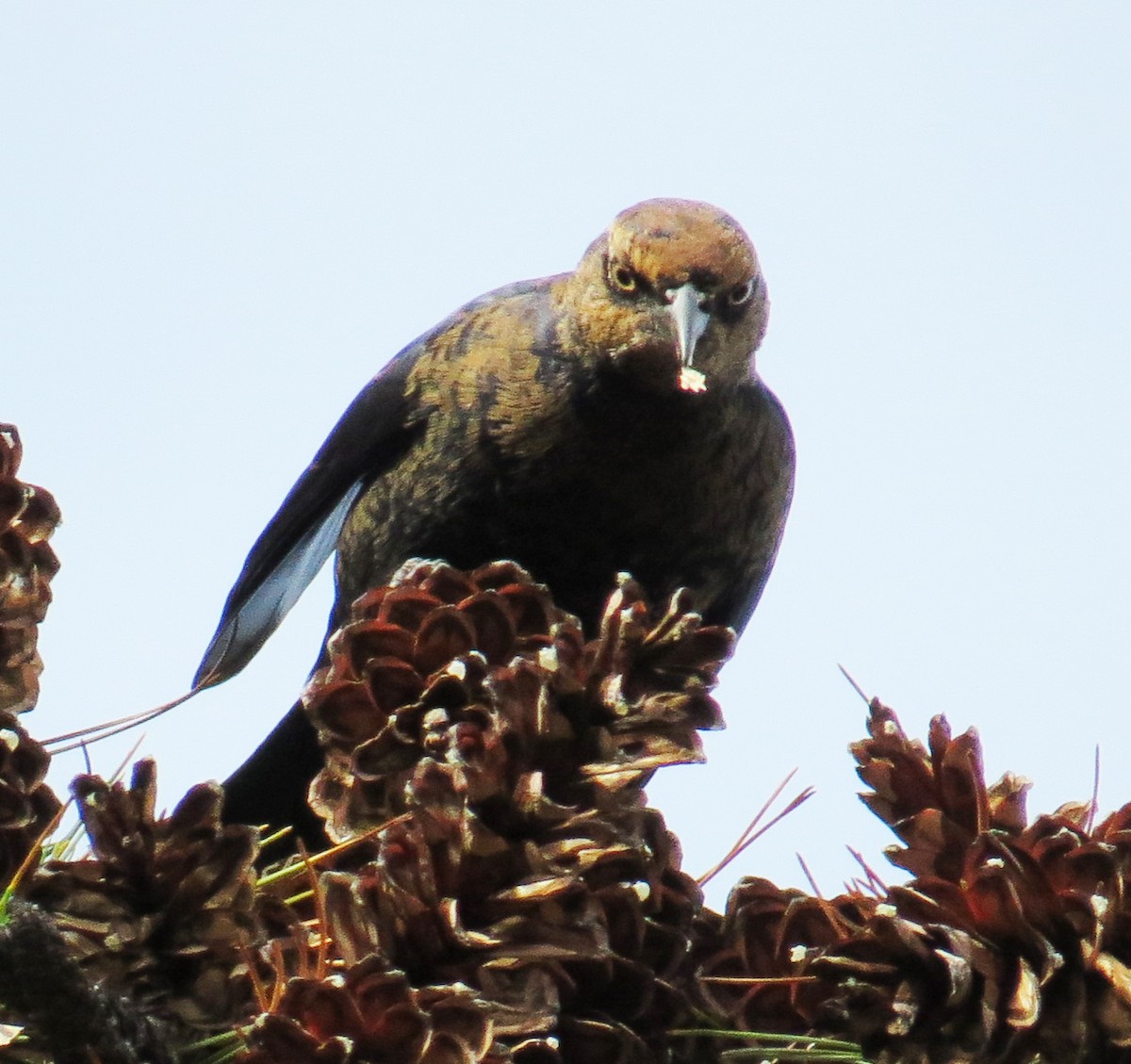 Rusty Blackbird - ML643729298