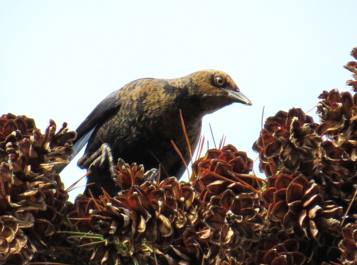 Rusty Blackbird - ML643729299