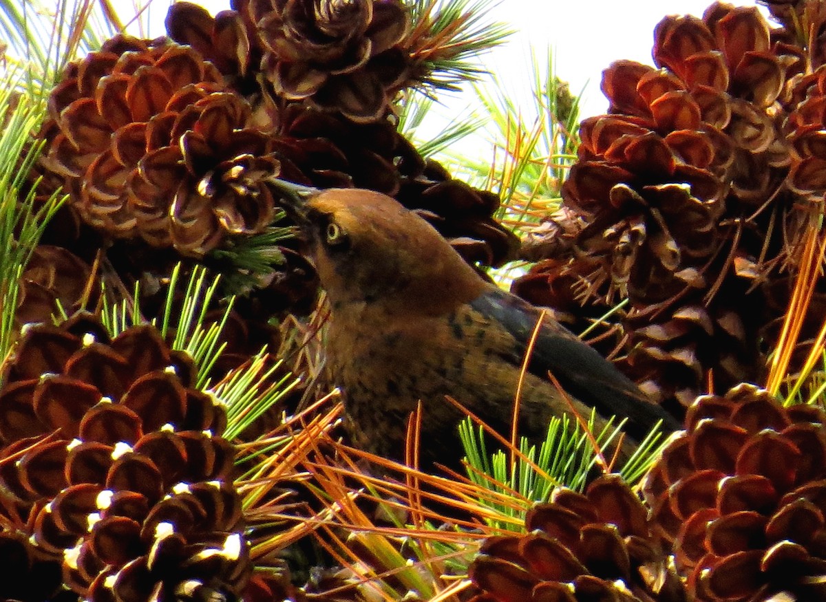 Rusty Blackbird - ML643729301