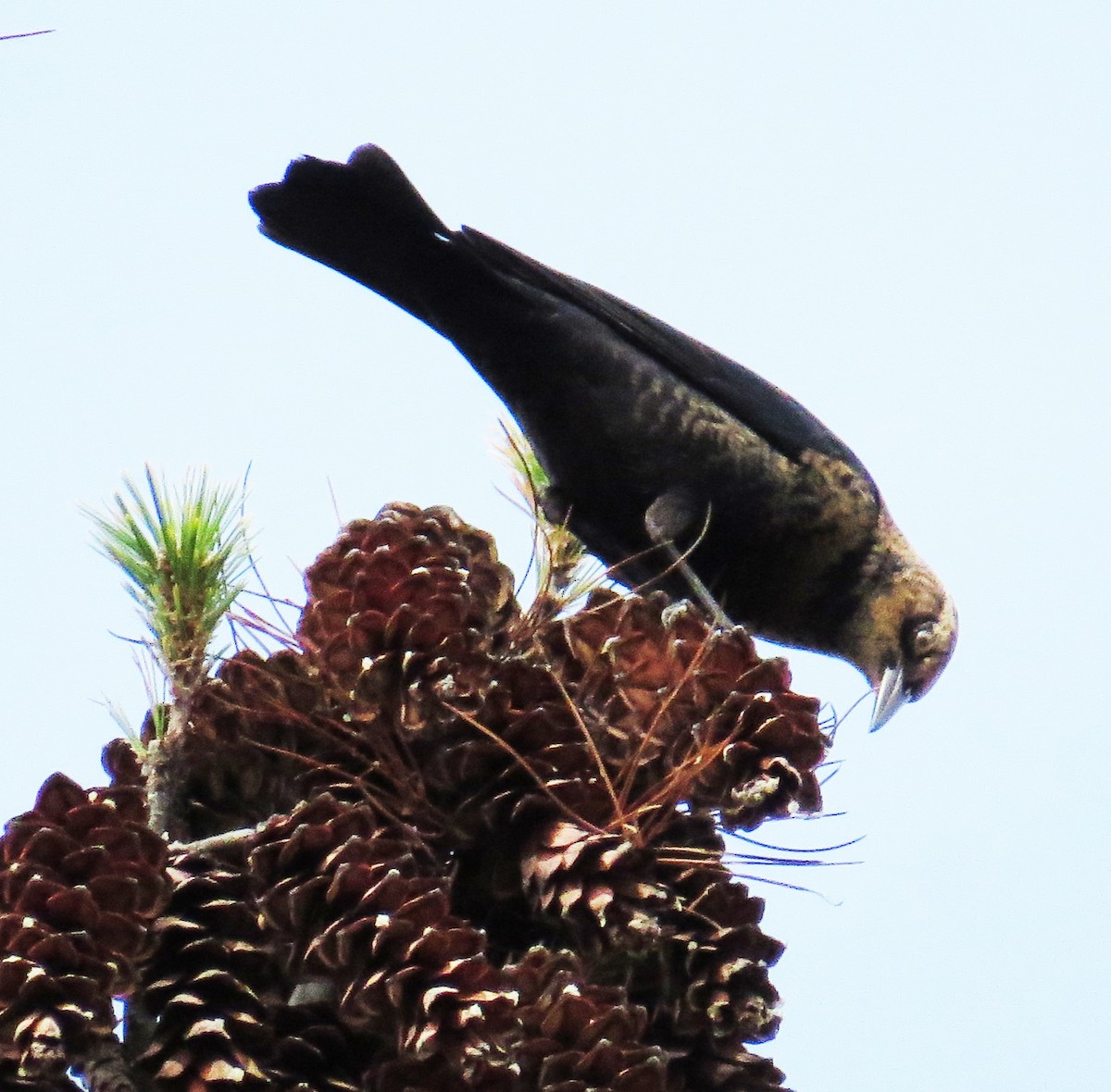 Rusty Blackbird - ML643729302