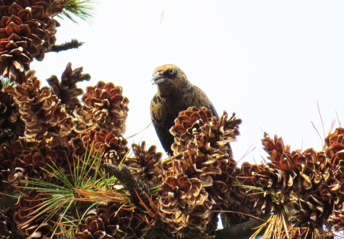 Rusty Blackbird - ML643729303