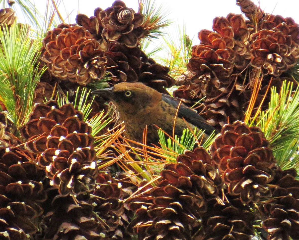 Rusty Blackbird - ML643729304