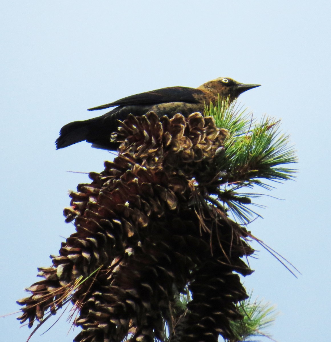 Rusty Blackbird - ML643729305