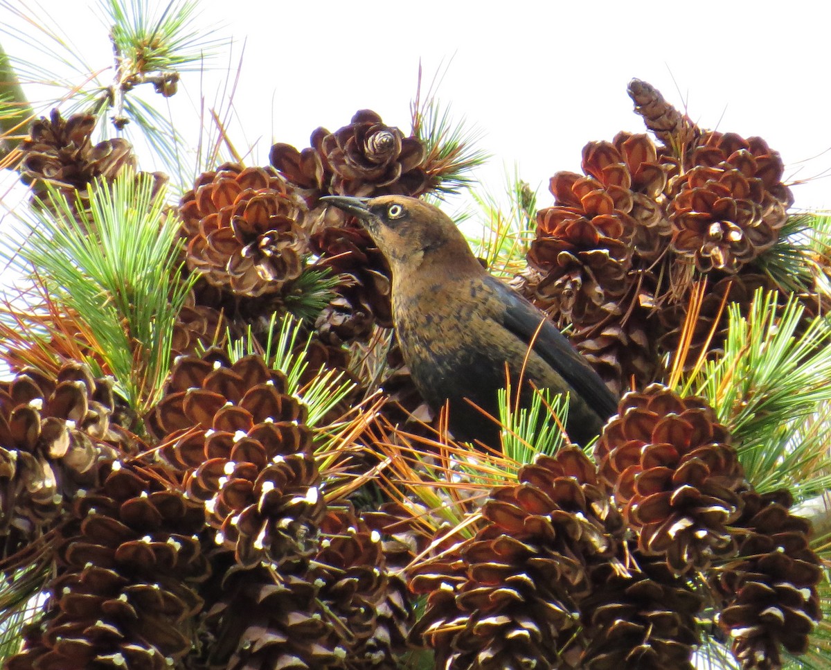 Rusty Blackbird - ML643729306