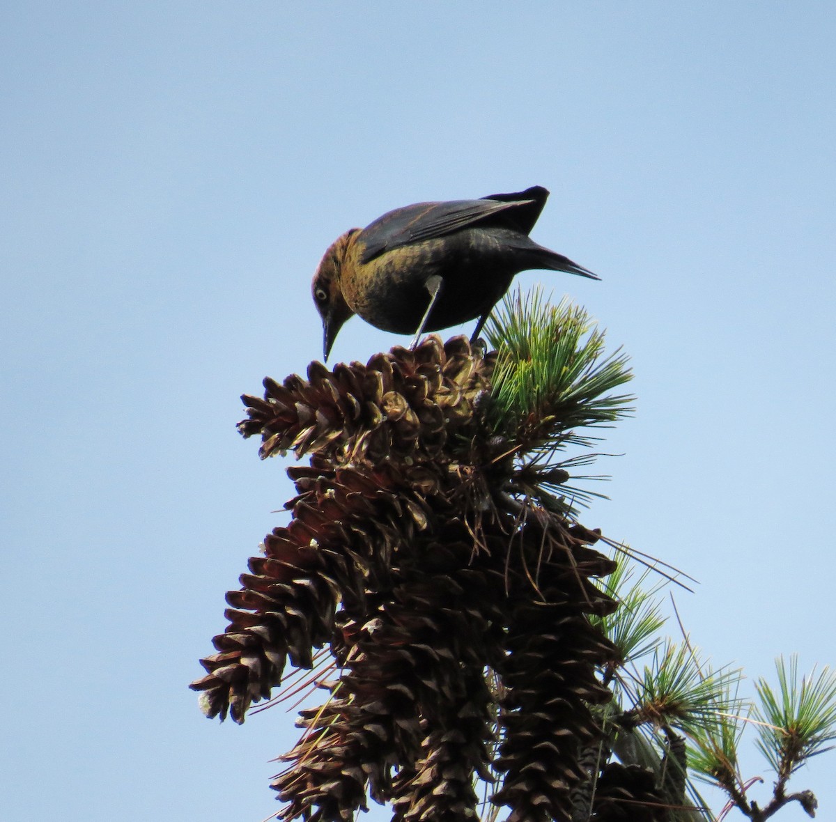 Rusty Blackbird - ML643729307
