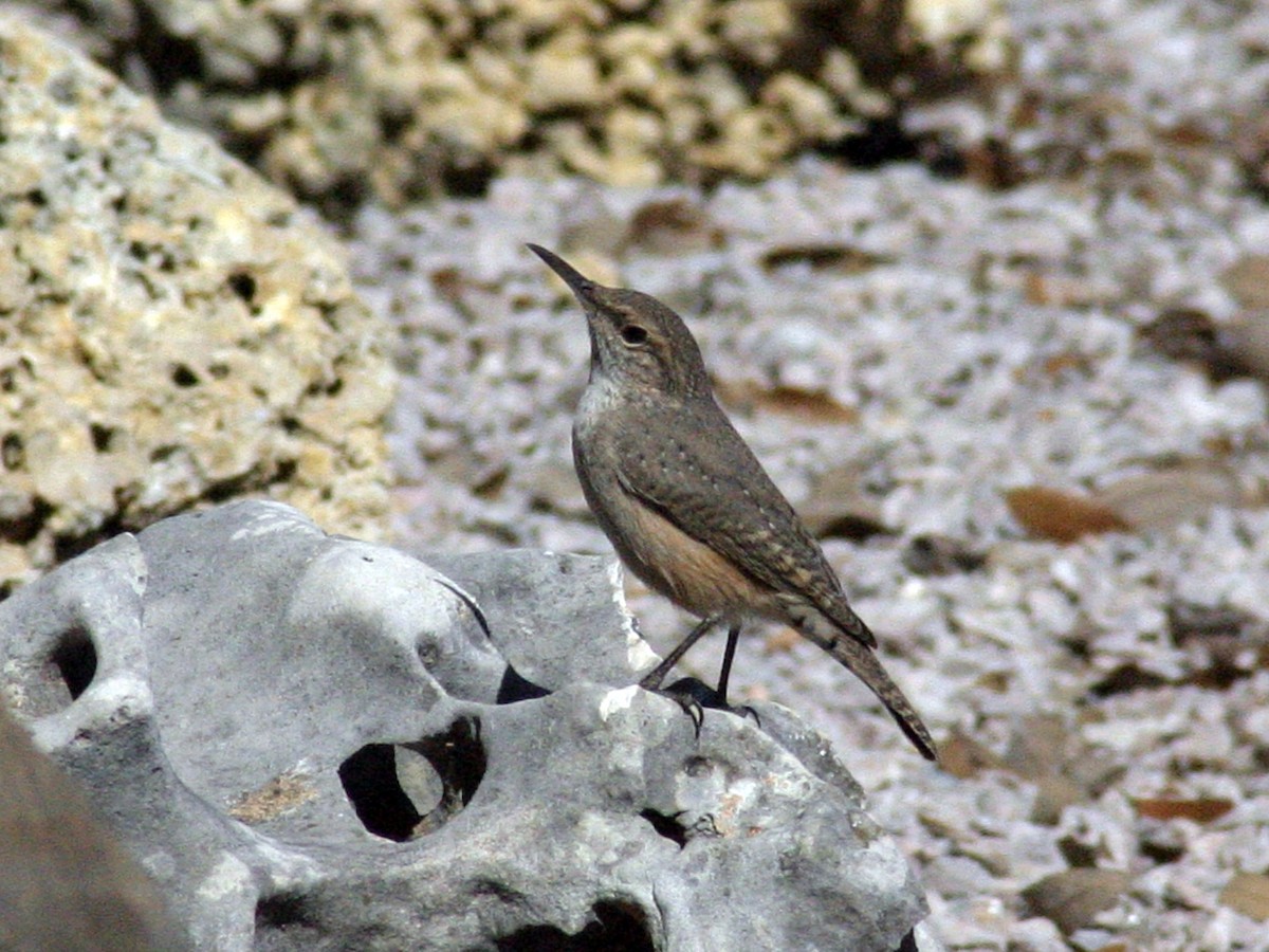 Rock Wren - ML643729315